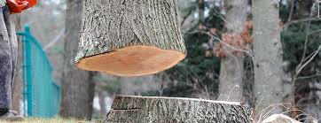 How Our Tree Care Process Works  in  Red Springs, NC